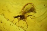 Seven Fossil Flies (Diptera) In Baltic Amber #150733-4